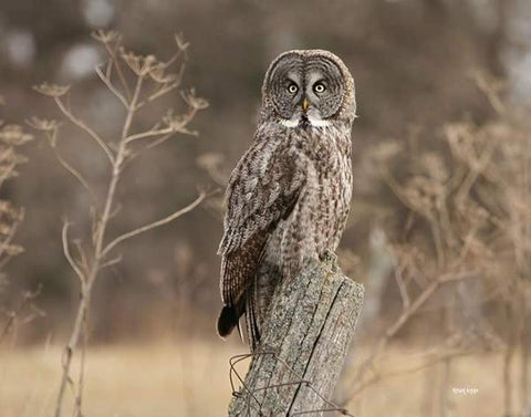 Sitting Pretty - 8 x 10 print - 8 x 10 print by Karen Leggo - Martello Alley