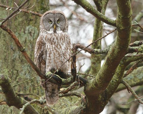 Found in her mossy surroundings - 8x10 canvas by Karen Leggo - Martello Alley