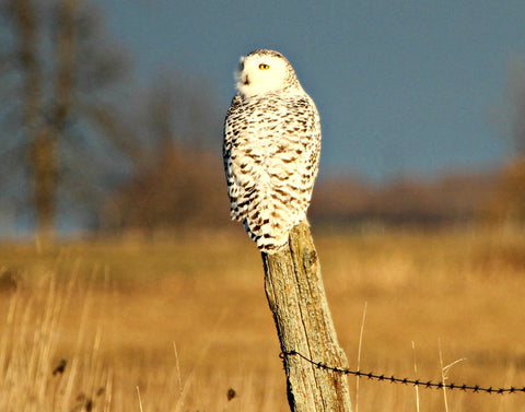 Fence Post Snowy - 11x14 canvas print by Karen Leggo - Martello Alley