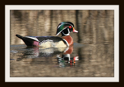 Male wood duck framed - 8x10 framed print by Karen Leggo - Martello Alley