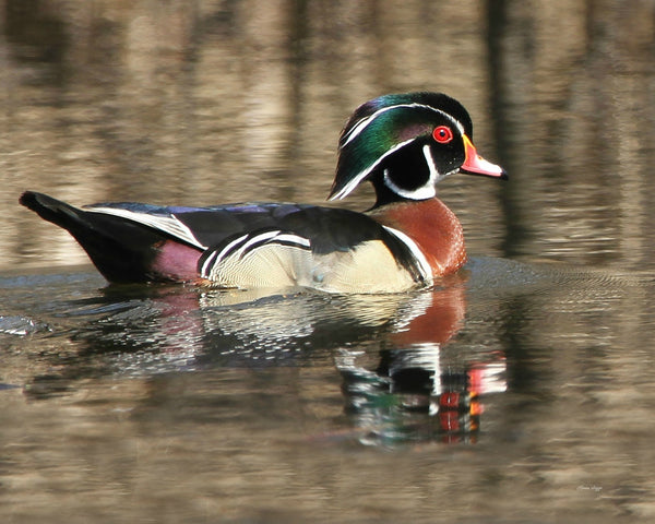Wood duck print - 8x10 print by Karen Leggo - Martello Alley