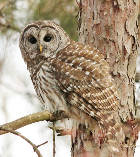 Barred Owl - 8 x 10 print by Karen Leggo - Martello Alley