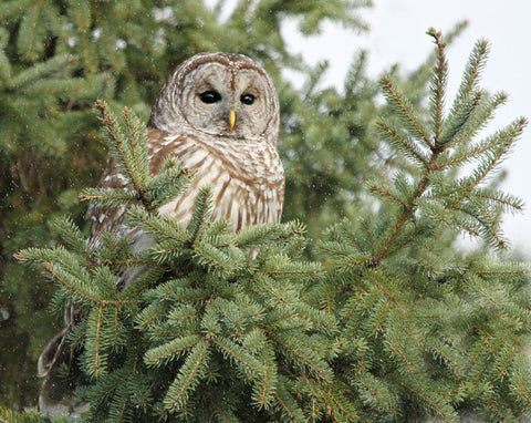 A Barred Owl in the pines 8x10 print - 8" x 10" print by Karen Leggo - Martello Alley