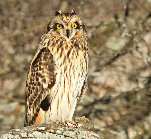 Short-eared owl print - 8x10 print by Karen Leggo - Martello Alley