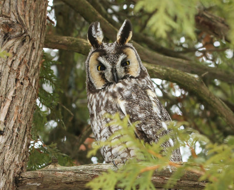 A long eared owl print - 8x10 prints by Karen Leggo - Martello Alley