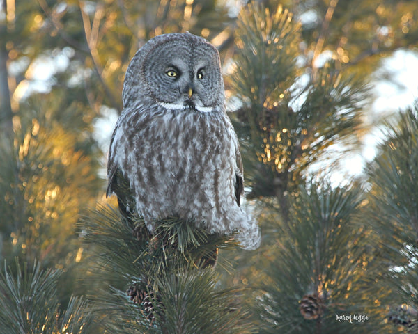 Sunrise surprise Great gray owl print - 8x10 print by Karen Leggo - Martello Alley