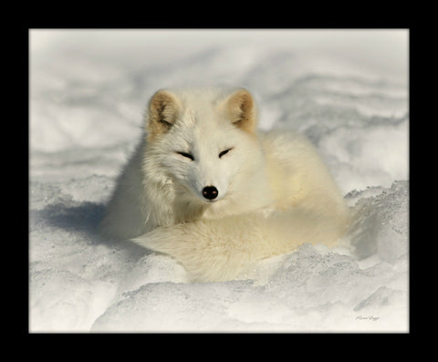 Arctic Fox - framed print - 8 x 10 framed print by Karen Leggo - Martello Alley