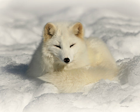 Arctic Fox - 8 x 10 print - 8 x 10 print by Karen Leggo - Martello Alley