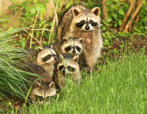 Raccoon Family - 8x10 print - 8 x 10 prints by Karen Leggo - Martello Alley