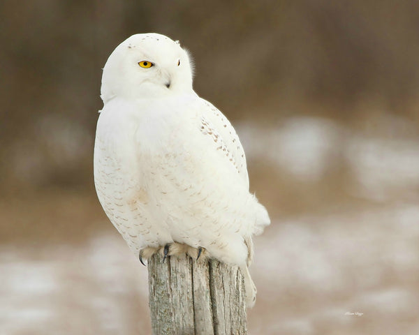 Local Snowy Owl print - 8 x 10 print by Karen Leggo - Martello Alley