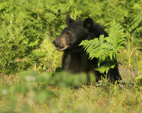 Black bear in the berries print - 8x10 print by Karen Leggo - Martello Alley