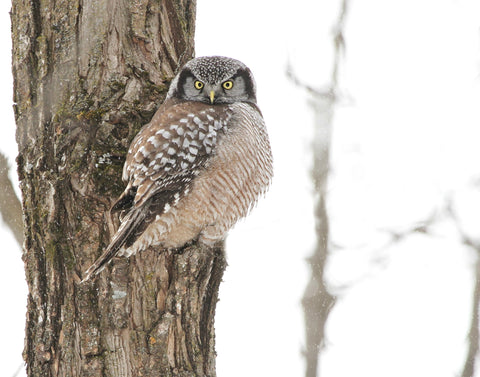 Hawk owl print - 8x10 print by Karen Leggo - Martello Alley