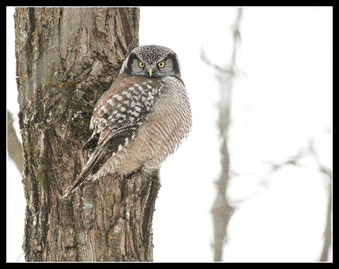 Framed Hawk owl - 8x10 print 16x20 framed by Karen Leggo - Martello Alley