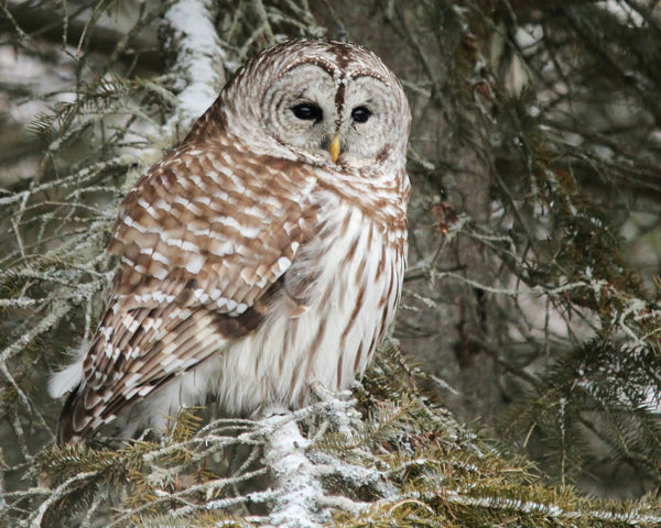 A Barred Owl on single snowy branch - 8 x 10 print by Karen Leggo - Martello Alley