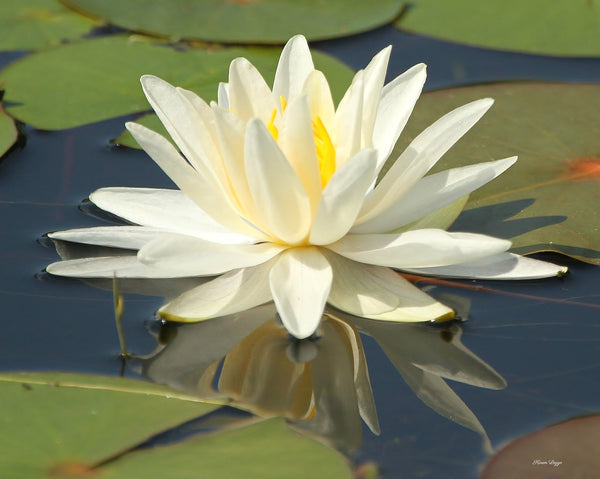 Water Lily 8x10 print - 8x10 print by Karen Leggo - Martello Alley