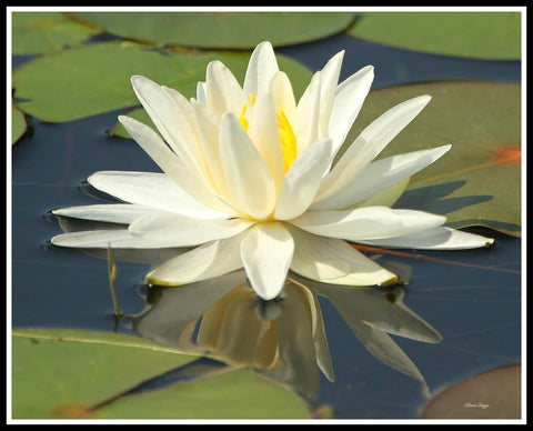 Framed Algonquin Water Lily - 11x14 framed print by Karen Leggo - Martello Alley