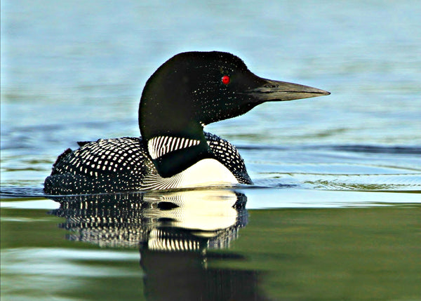 Double matted loon - Print by Karen Leggo - Martello Alley