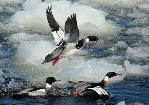 Framed Canvas Mergansers - 12 5/8 x 15 1/2 x 2 Framed Canvas by Karen Leggo - Martello Alley