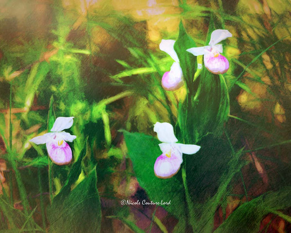 Lady Slippers - canvas 11 x 14 inches (bronze) - 11x14 canvas print by Nicole Couture-Lord - Martello Alley