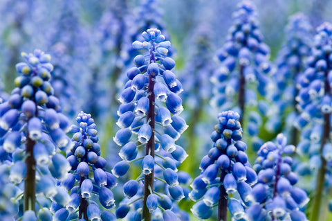 Muscari flowers - canvas 18 x 12 inches - 18 x 12 inches canvas prints by Nicole Couture-Lord - Martello Alley