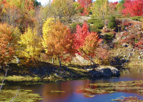 Fall Scene # 3 - Cards by Karen Leggo - Martello Alley