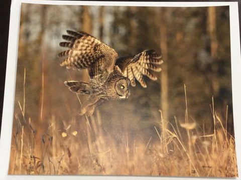 Golden Hour Great Gray Owl