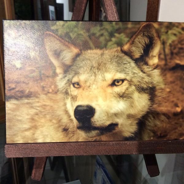 Wolf - rough canvas on hand stained easel -  by Karen Leggo - Martello Alley