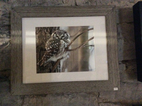 Boreal Owl framed print