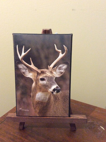 Bucky easel - 5x7 canvas photo on easel by Karen Leggo - Martello Alley