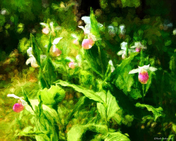 Lady's Slippers - canvas 20 x 16 inches - 20 x 16 inches canvas prints by Nicole Couture-Lord - Martello Alley