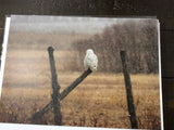 Owl card collection