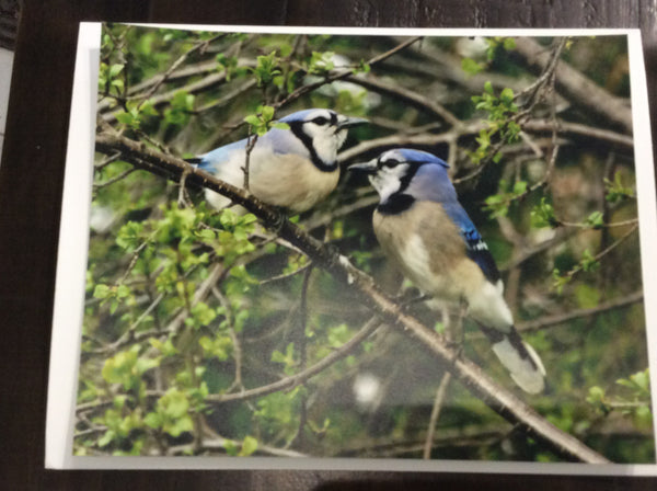 A pair of blue jays print