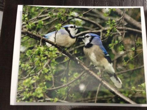 A pair of blue jays
