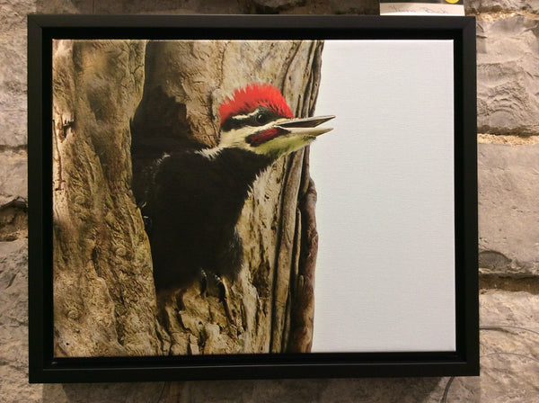 Framed Woodpecker Fledgling