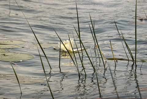 Lily Pad by Ed Shea (Canvas Print)