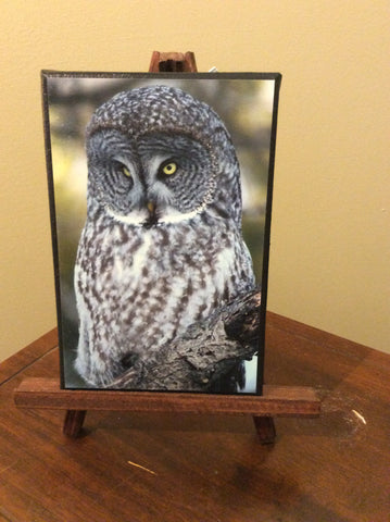 Great Gray Owl - 5x7 canvas photo on easel by Karen Leggo - Martello Alley