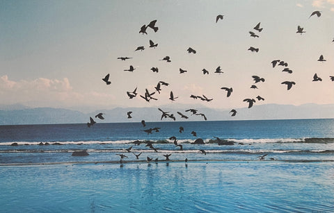 Flocking to the Pool by Ed Shea (Laminated Plaque)