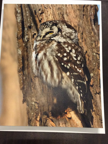 Print of Eyes on a Trunk: Boreal Owl