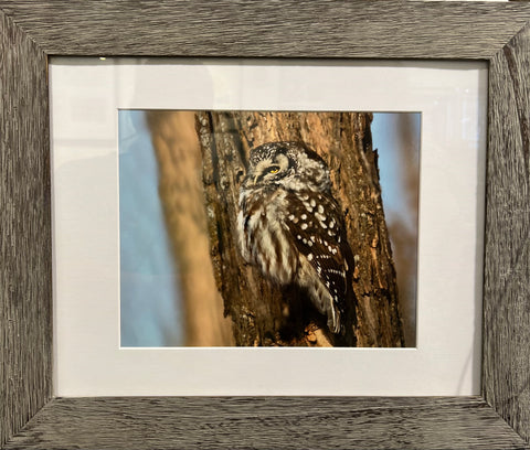 Eyes on a Trunk: Boreal Owl
