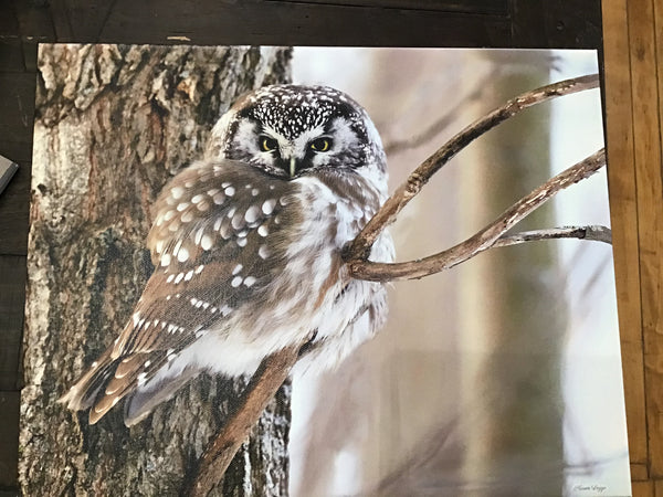 Boreal Owl on canvas