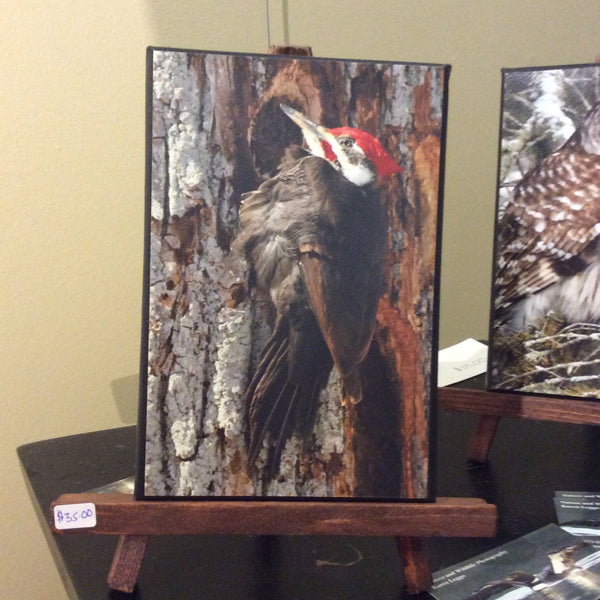 Woodpecker on easel - 5x7 canvas photo on easel by Karen Leggo - Martello Alley