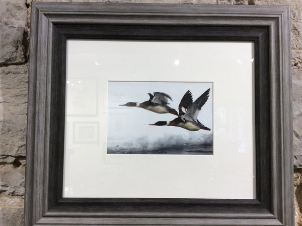 Mergansers in Flight framed print