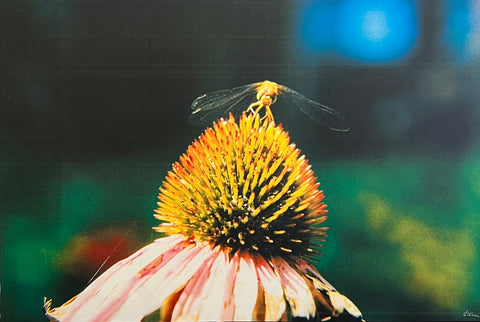 Lunch on Echinacea by Ed Shea (Laminated Plaque)