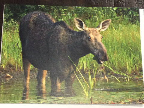 Moose cards