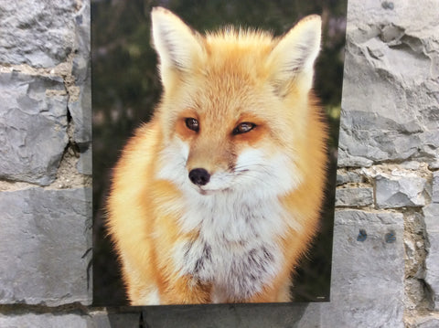 A Portrait of an Algonquin red fox 11 x 14