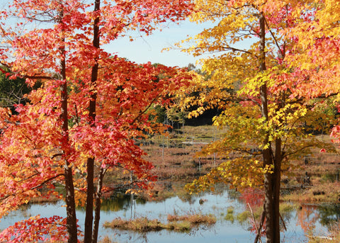 Fall Scene # 2 - Cards by Karen Leggo - Martello Alley